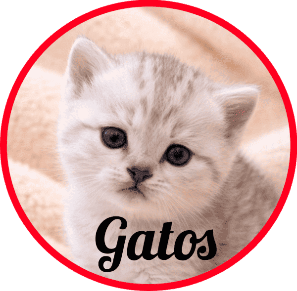 Gatos