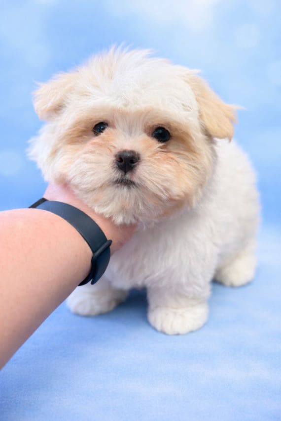 MalShihpoo_Oso_B