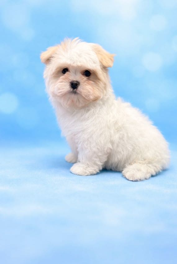 MalShihpoo_Oso_C