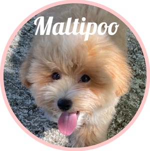 Maltipoo