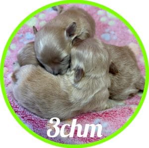 Maltipoo_3CHM