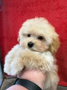 Maltipom_Benny_A