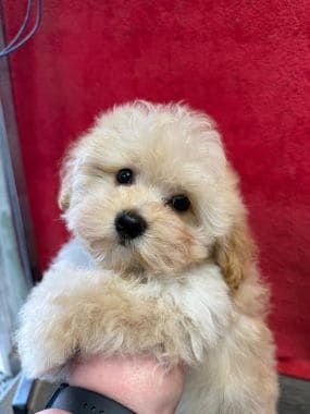 Maltipom_Benny_B