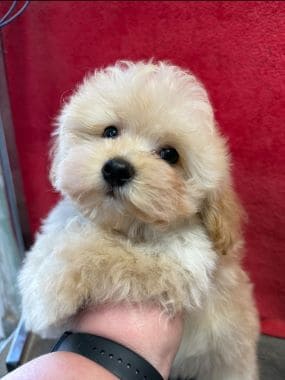 Maltipom_Benny_C