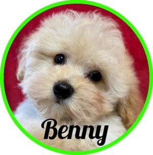 Maltipoo_Benny