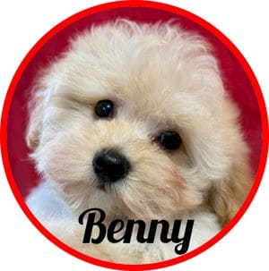 Maltipoo_Benny