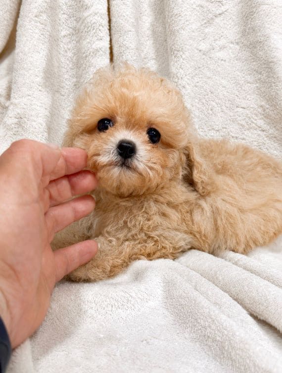 Maltipoo_Blanca_B