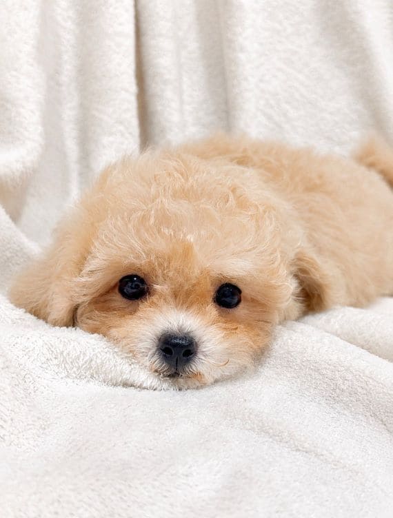 Maltipoo_Blanca_C