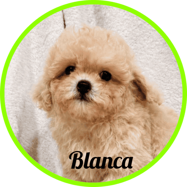 Maltipoo Blanca