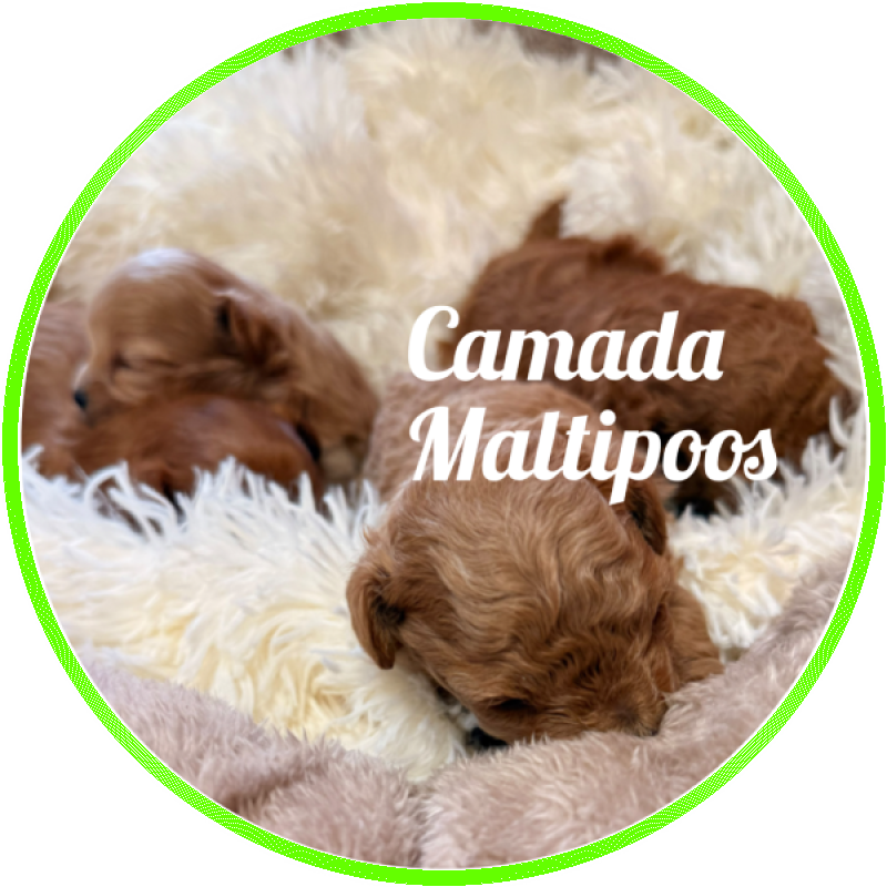 maltipoo Camada
