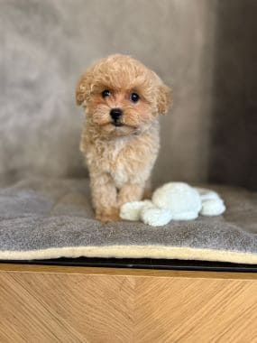 Maltipoo_Chisco_A