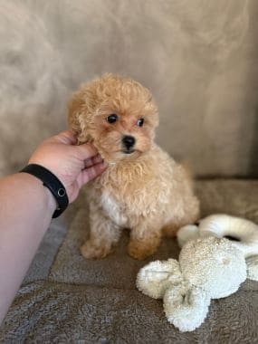 Maltipoo_Chisco_B