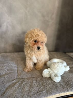 Maltipoo_Chisco_C