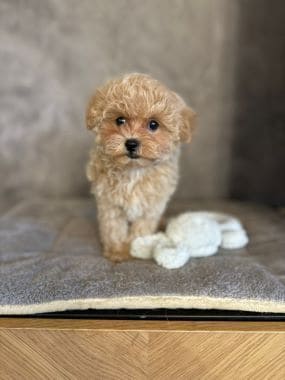 Maltipoo_Chisco_D