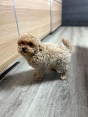 Maltipoo_Chisco_E