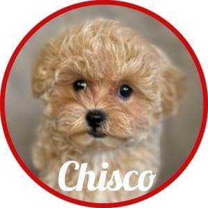 Maltipoo_Chisco