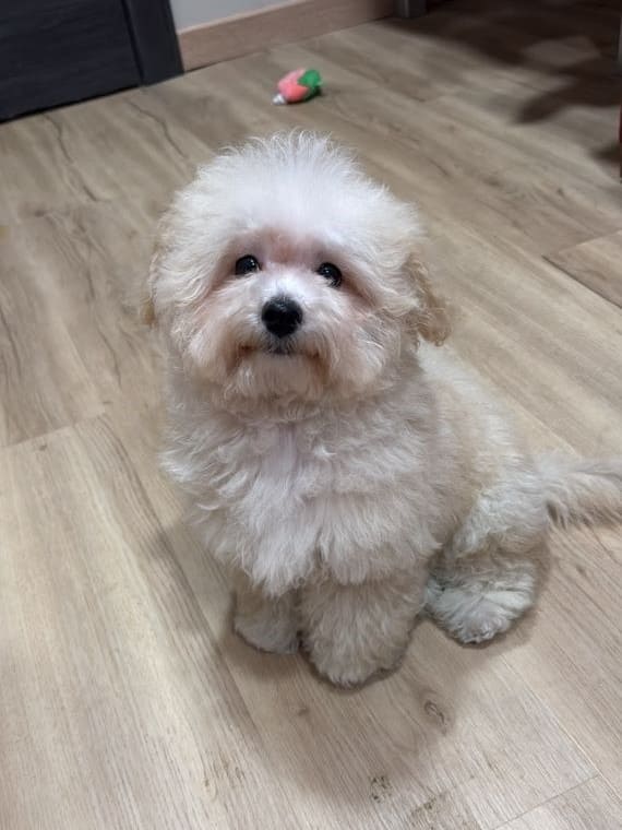 Maltipoo_Blanca_A
