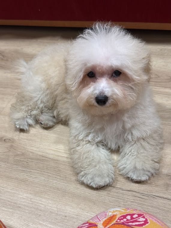 Maltipoo_Blanca_B