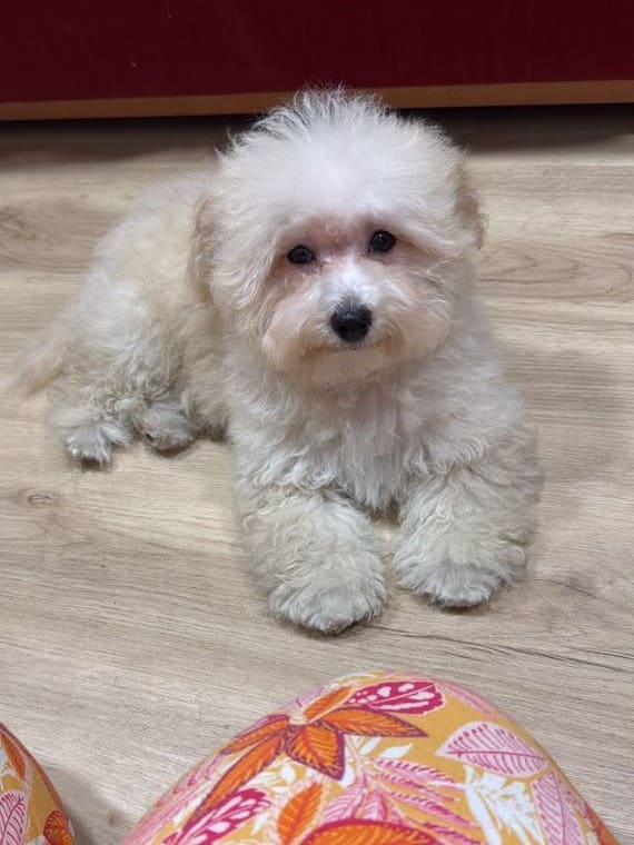Maltipoo_Blanca_C