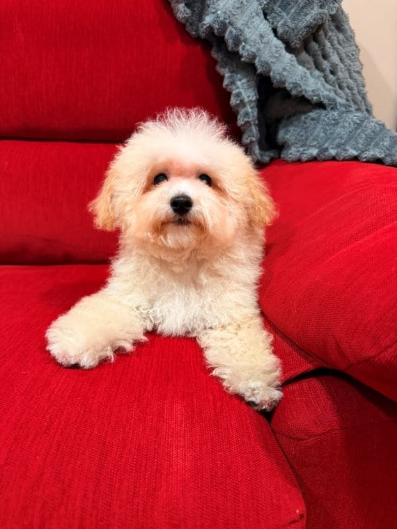 Maltipoo_Blanca_D