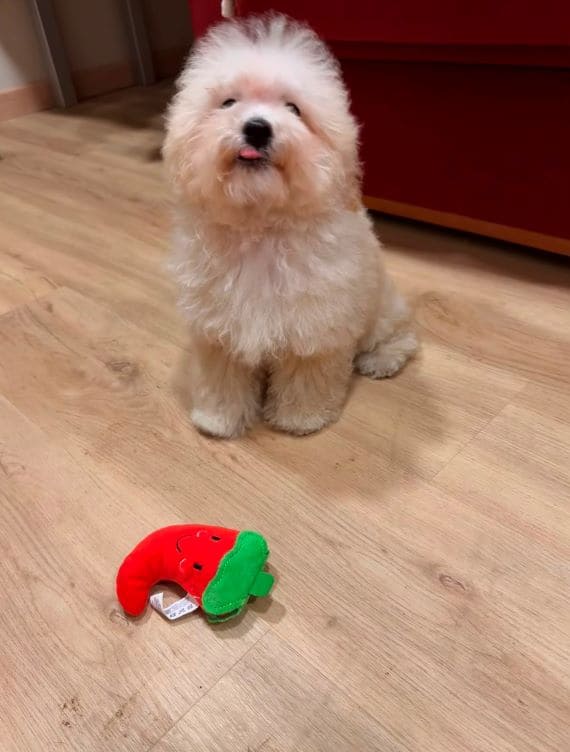 Maltipoo_Blanca_E