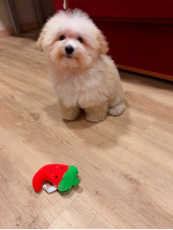 Maltipoo_Blanca_F