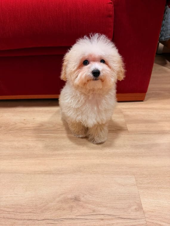 Maltipoo_Blanca_G