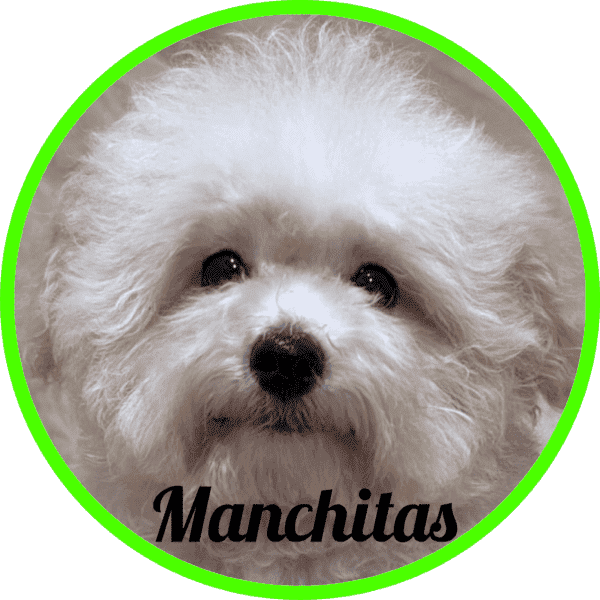 Maltipoo Manchitas