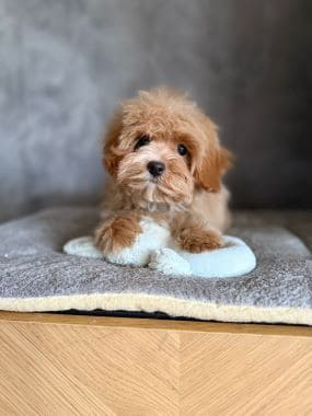 Maltipoo_Melodía_A