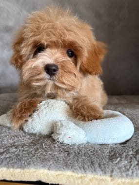 Maltipoo_Melodía_B