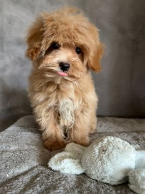 Maltipoo_Melodía_C