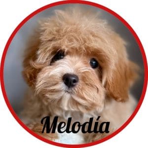 Maltipoo_Melodia