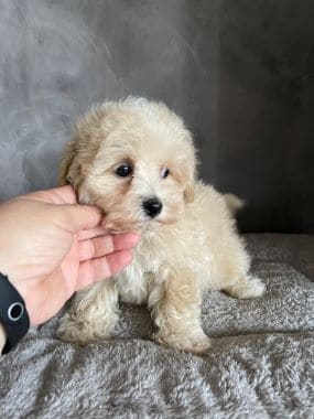 Maltipoo_Niño_A