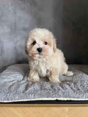 Maltipoo_Niño_B