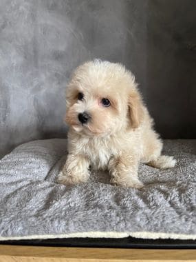 Maltipoo_Niño_C