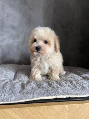 Maltipoo_Niño_D