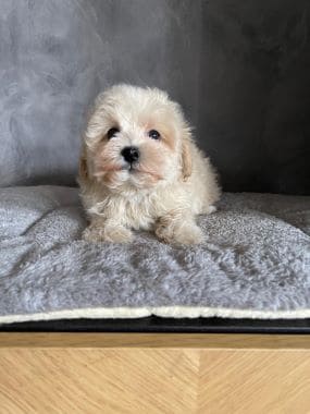 Maltipoo_Niño_E