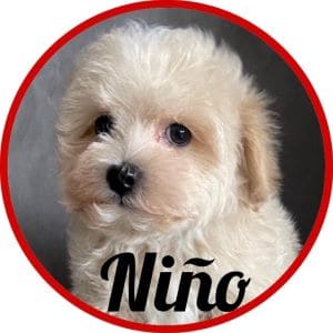 Maltipoo_Niño