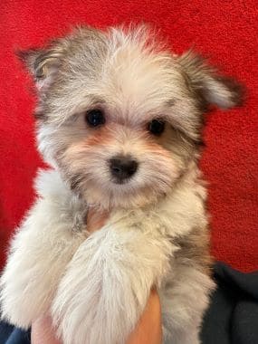 Maltipoo_Totó_A