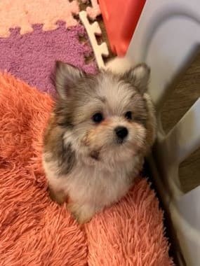 Maltipoo_Totó_B