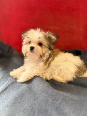 Maltipoo_Totó_C