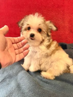 Maltipoo_Totó_D