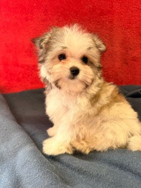 Maltipoo_Totó_E