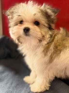 Maltipoo_Totó_F