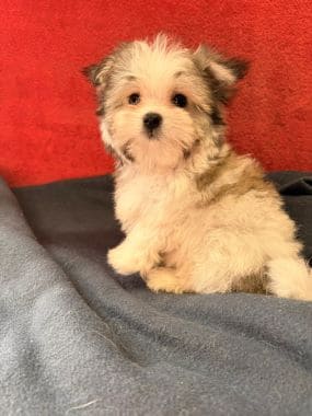 Maltipoo_Totó_G