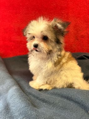 Maltipoo_Totó_H