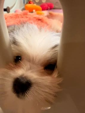 Maltipoo_Totó_I