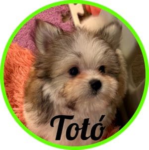 Maltipoo_Totó