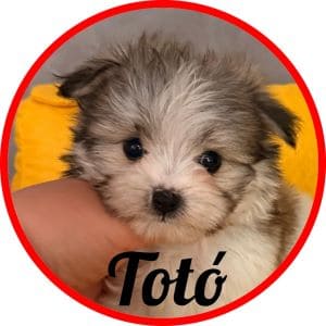 Maltipoo_Totó