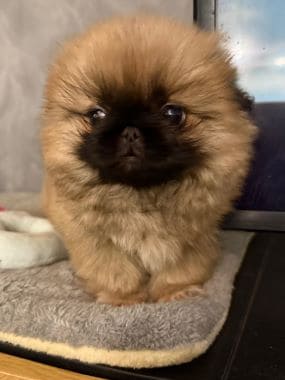 Pekinés_Oliva_A